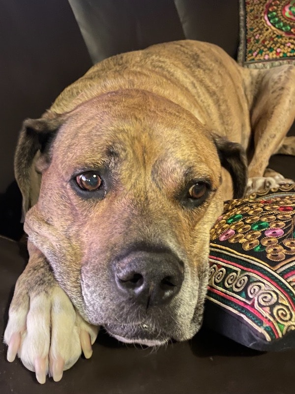 Spooky Bull Mastiff